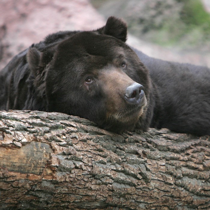 does pepper spray work on bears